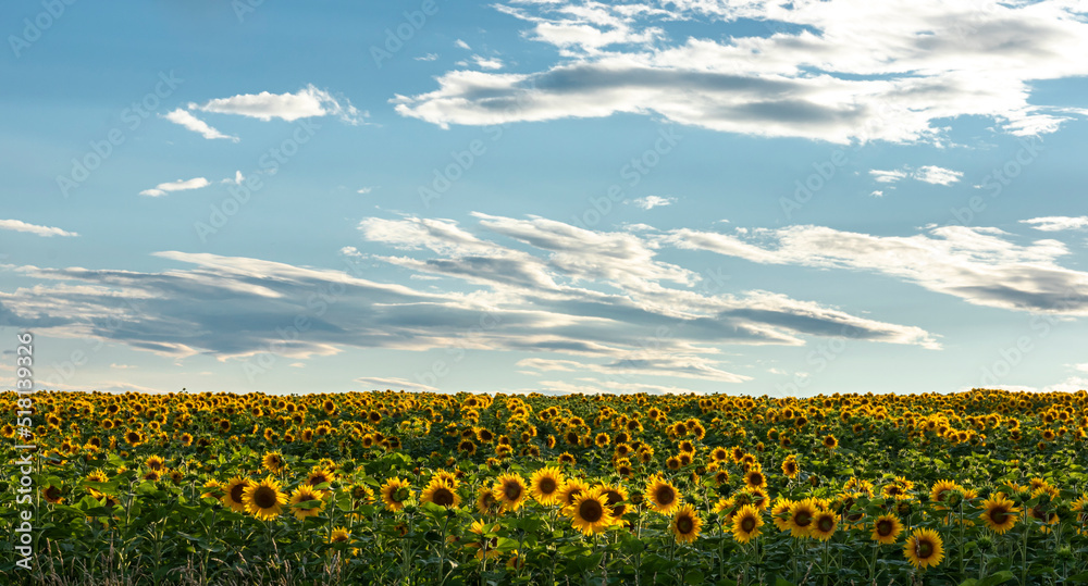 Panorama of a field of sunflowers against a background of sky and clouds