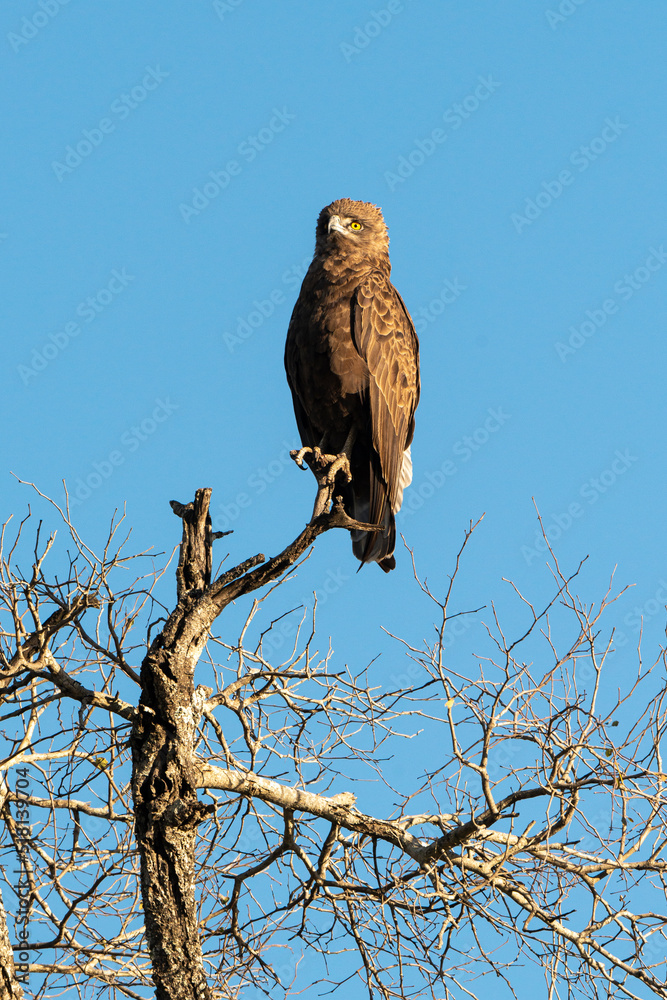 Aigle pomarin,.Clanga pomarina, Lesser Spotted Eagle