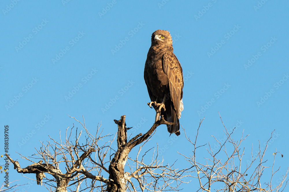 Aigle pomarin,.Clanga pomarina, Lesser Spotted Eagle Aigle pomarin,.Clanga pomarina, Lesser Spotted Eagle
