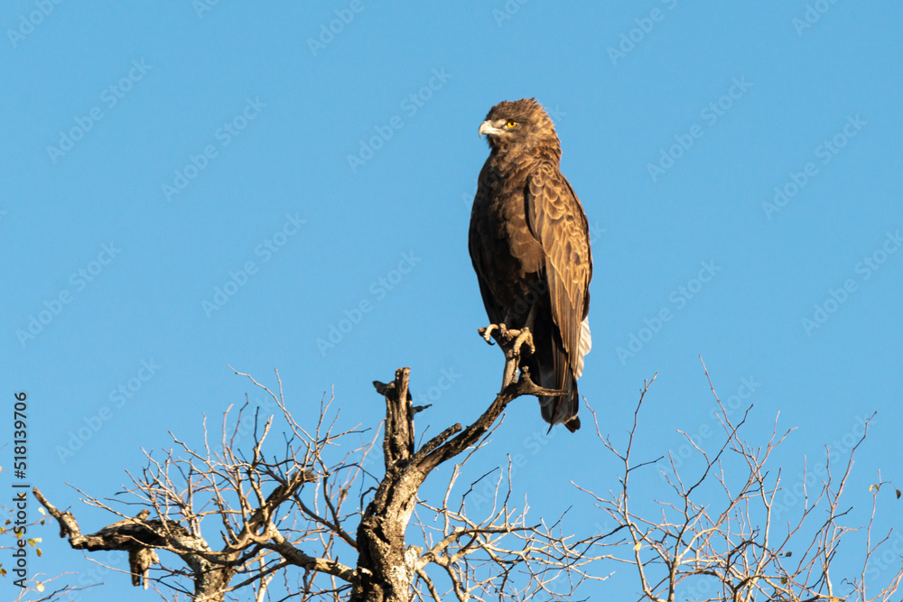 Aigle pomarin,.Clanga pomarina, Lesser Spotted Eagle Aigle pomarin,.Clanga pomarina, Lesser Spotted Eagle
