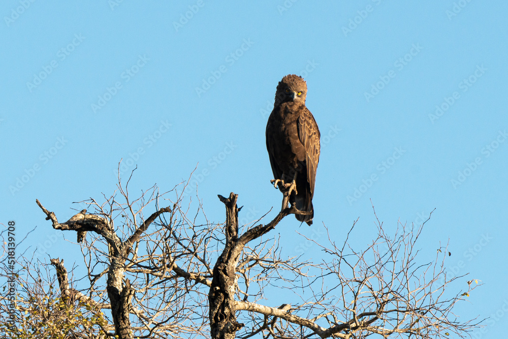 Aigle pomarin,.Clanga pomarina, Lesser Spotted Eagle Aigle pomarin,.Clanga pomarina, Lesser Spotted Eagle
