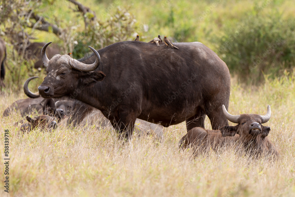 Buffle d'Afrique, Syncerus caffer, Parc national Kruger, Afrique du Sud