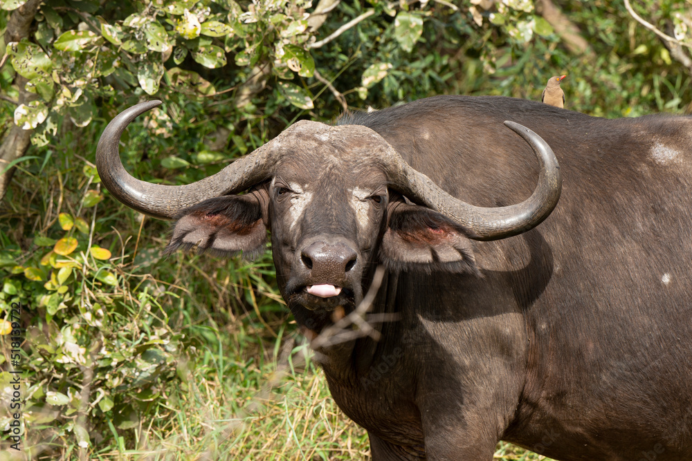 Buffle d'Afrique, Syncerus caffer, Parc national Kruger, Afrique du Sud Buffle d'Afrique, Syncerus caffer, Parc national Kruger, Afrique du Sud
