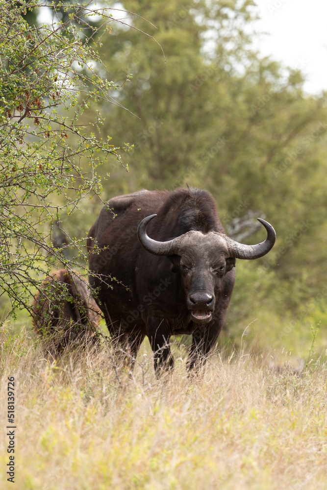 Buffle d'Afrique, Syncerus caffer, Parc national Kruger, Afrique du Sud Buffle d'Afrique, Syncerus caffer, Parc national Kruger, Afrique du Sud