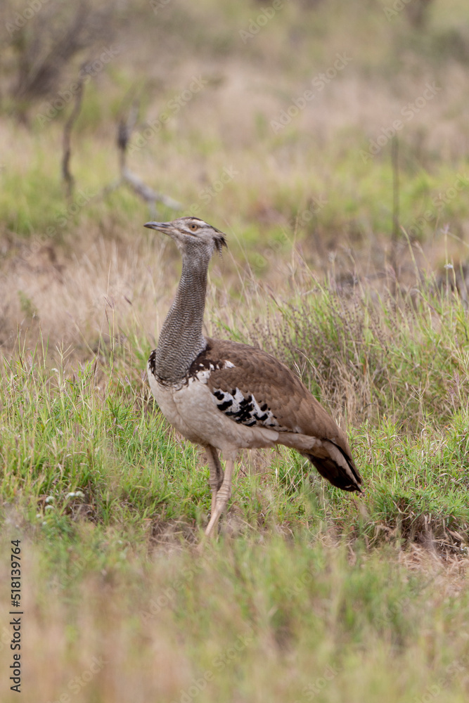 Outarde kori, Ardeotis kori, Kori Bustard, Afrique du Sud Outarde kori, Ardeotis kori, Kori Bustard, Afrique du Sud
