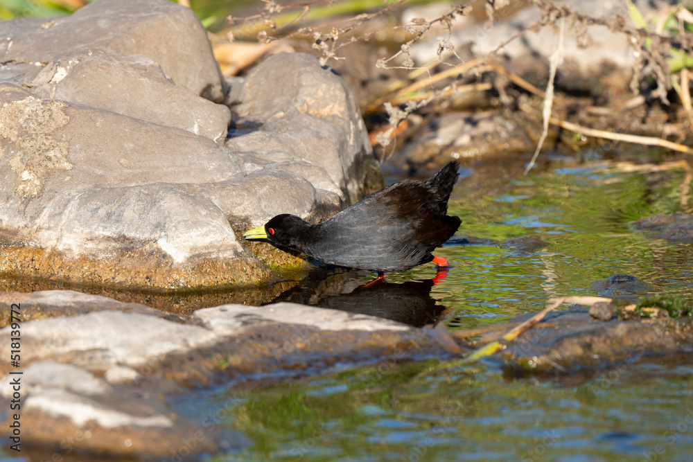 Râle à bec jaune, Marouette bec jaune,.Zapornia flavirostra, Amaurornis flavirostra, Black Crake Râle à bec jaune, Marouette bec jaune,.Zapornia flavirostra, Amaurornis flavirostra, Black Crake