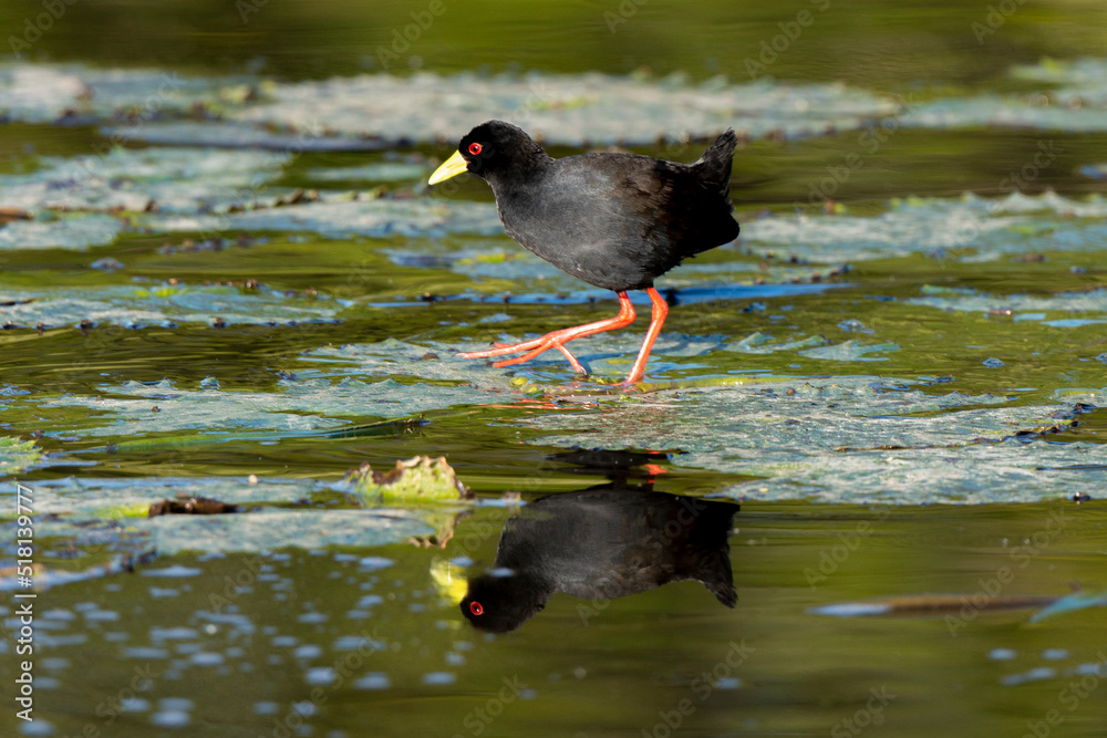 Râle à bec jaune, Marouette bec jaune,.Zapornia flavirostra, Amaurornis flavirostra, Black Crake Râle à bec jaune, Marouette bec jaune,.Zapornia flavirostra, Amaurornis flavirostra, Black Crake