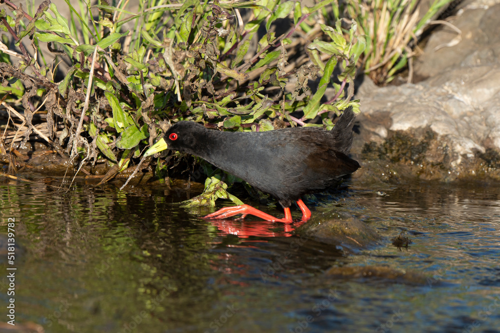 Râle à bec jaune, Marouette  bec jaune,.Zapornia flavirostra,  Amaurornis flavirostra, Black Crake