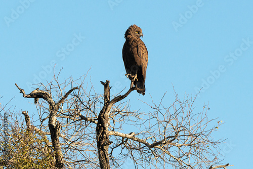 Aigle pomarin,.Clanga pomarina, Lesser Spotted Eagle