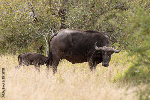 Buffle d Afrique  Syncerus caffer  Parc national Kruger  Afrique du Sud