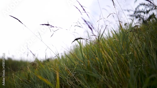 Wind -blown grass flowers with a background of white clouds with a blue sky