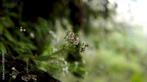 The white flower gently and beautifully blows in the wind