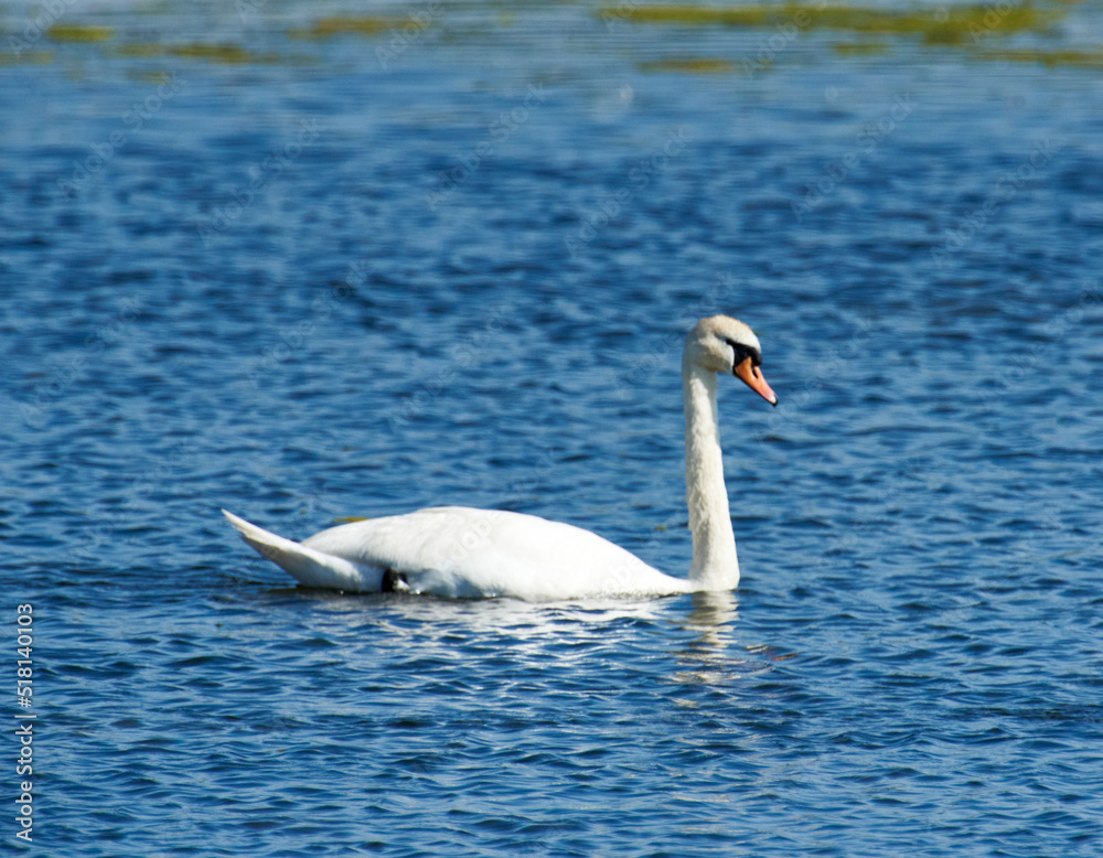 weißer Höckerschwan im Wasser weißer Höckerschwan im Wasser