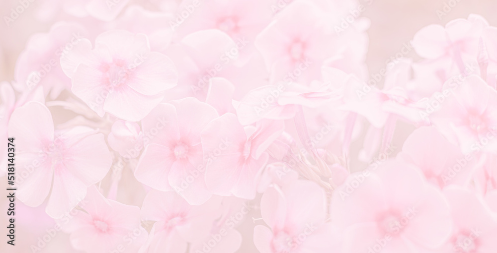 abstract floral pink, blurred background, blooming phlox for greeting card for wedding, mother's day, valentine's day