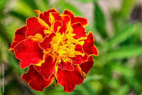 fleur jaune et rouge