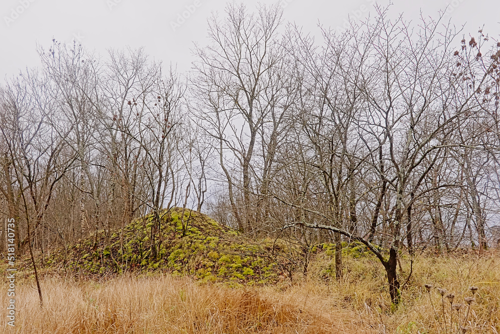 Maarjamae cliffs with moss, grassland and bare trees . Pirita, Tallinn, Estonia Maarjamae cliffs with moss, grassland and bare trees . Pirita, Tallinn, Estonia