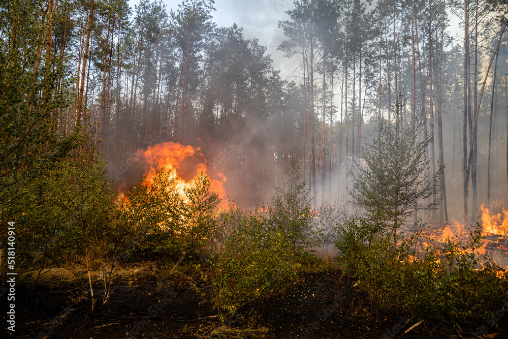 Flammenfront bei Waldbrand