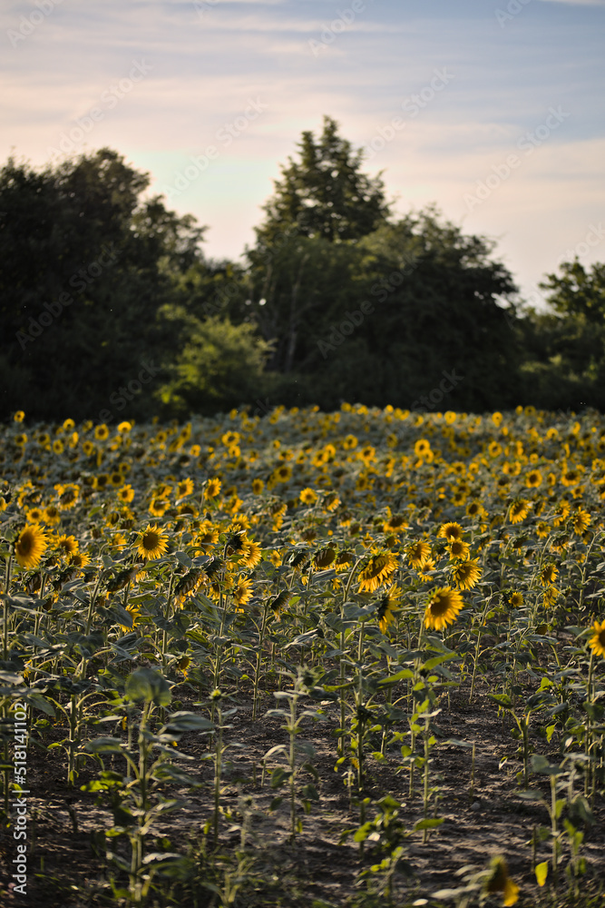 Obraz premium Sonnenblumenfeld