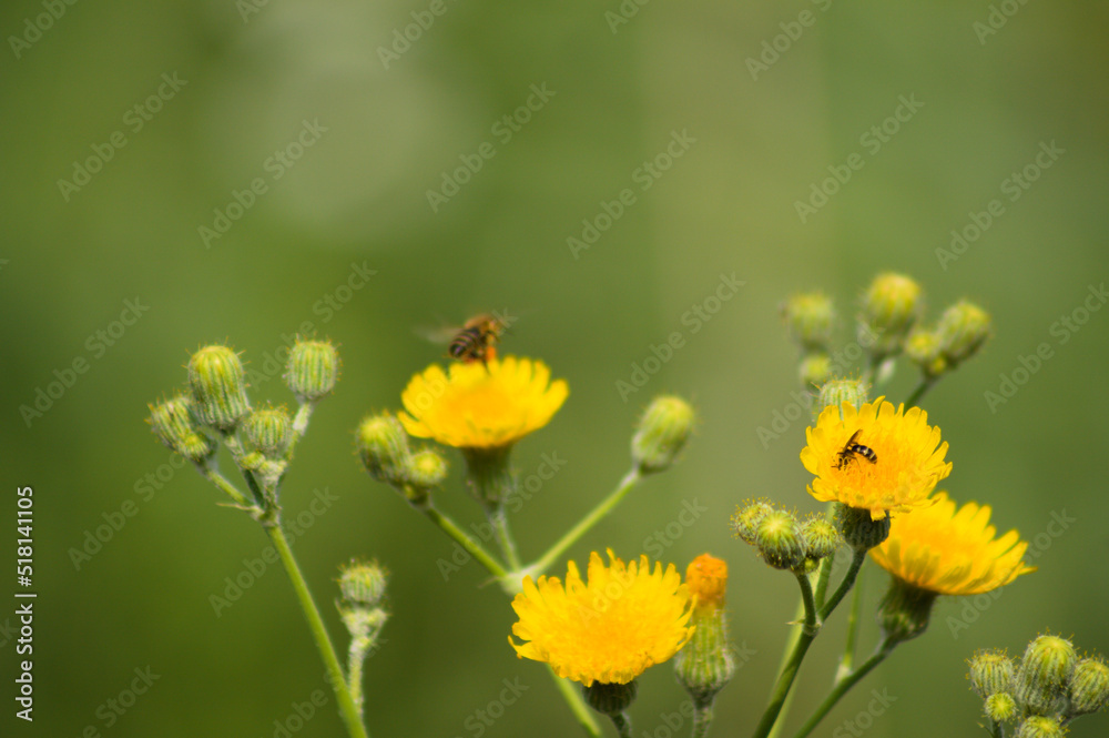 Closeup of bees pollinating perennial sowthistle flowers on green blurred background Closeup of bees pollinating perennial sowthistle flowers on green blurred background