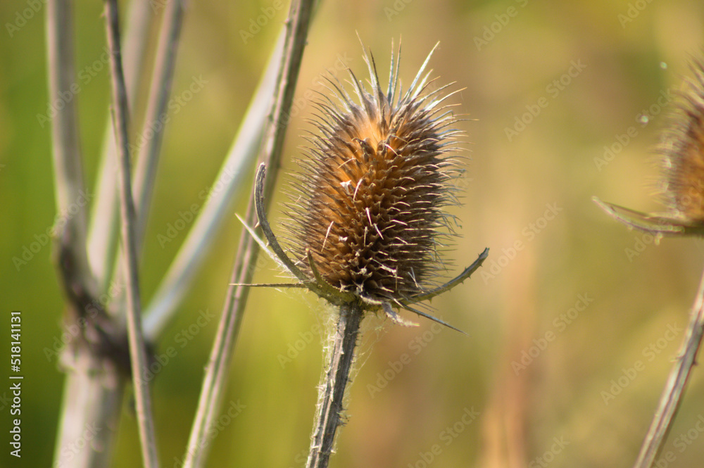Closeup of brown wild teasel seed on green blurred background