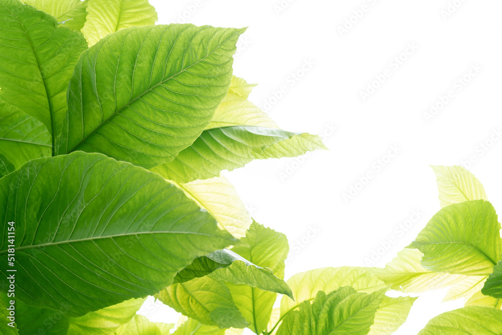 Fototapeta premium Pisonia grandis tropical leaf tree on white background