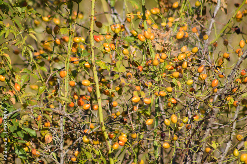 Closeup of rose hip fruits on plant with selective focus on foreground