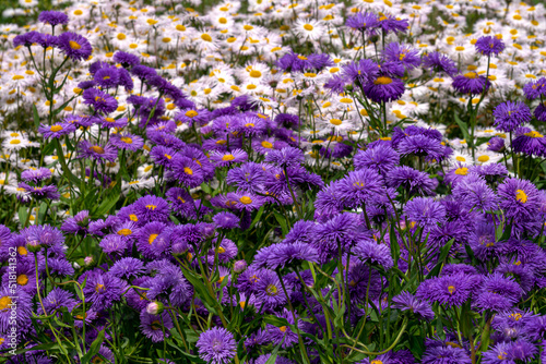 Blooming purple flowers similar to chamomile in a flower bed in the garden.