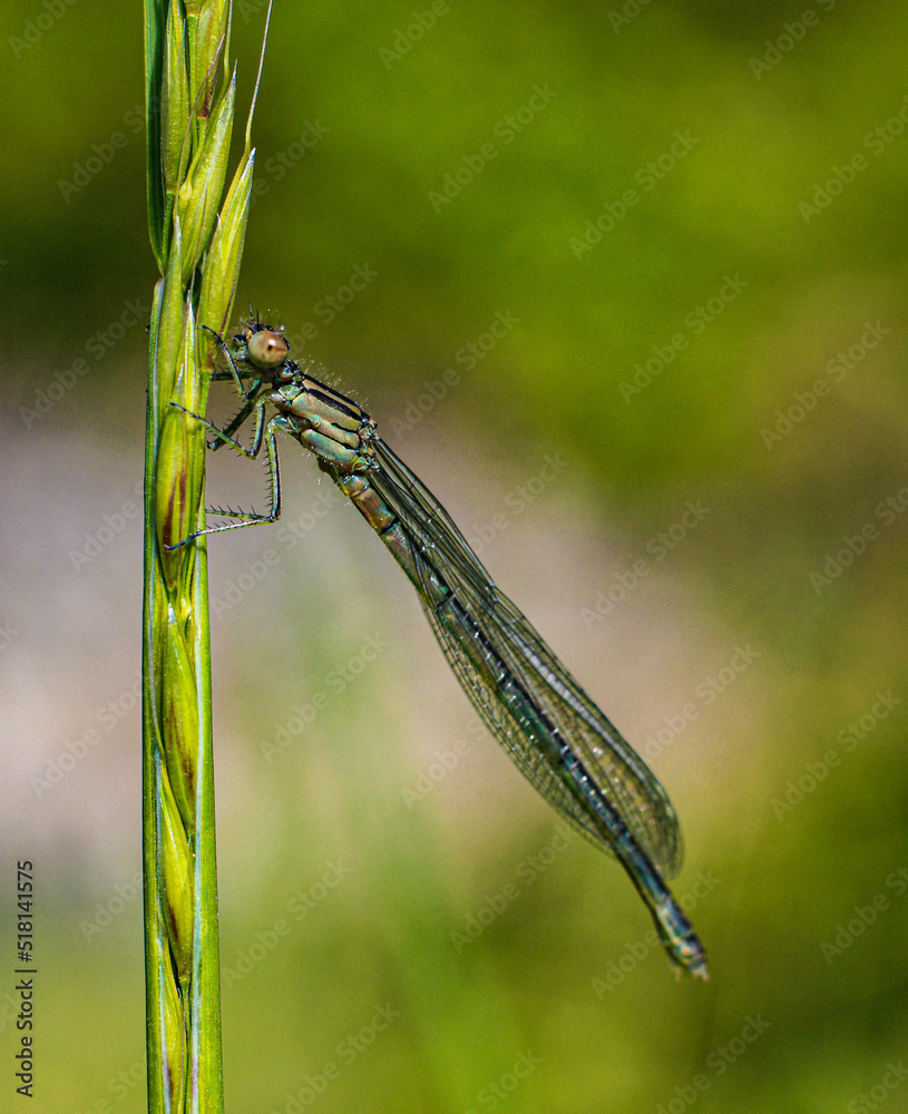 libellule sur de l'herbe