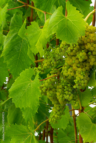 Bunches of ripe green grapes on the vine among the leaves.