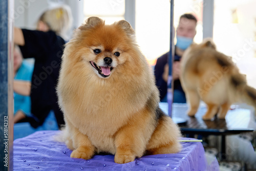 Spitz dog sits after grooming on the table in the salon.