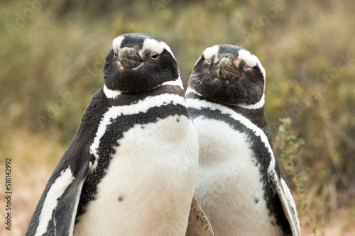 Fototapeta Naklejka Na Ścianę i Meble -  Pareja de pingüinos.
Pingüinera Punta Tombo, Chubut, Argentina.