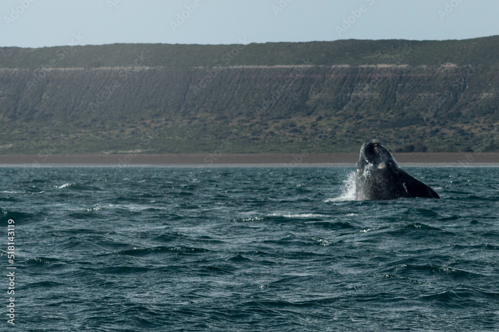 Fototapeta premium Puerto Pirámides, Chubut. Argentina. Avistaje de Ballenas