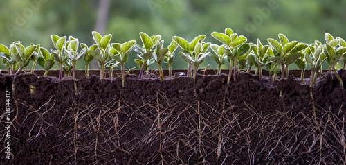 Print op canvas Fresh green soybean plants with roots