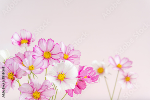 かわいいコスモスの花の背景 © kasa