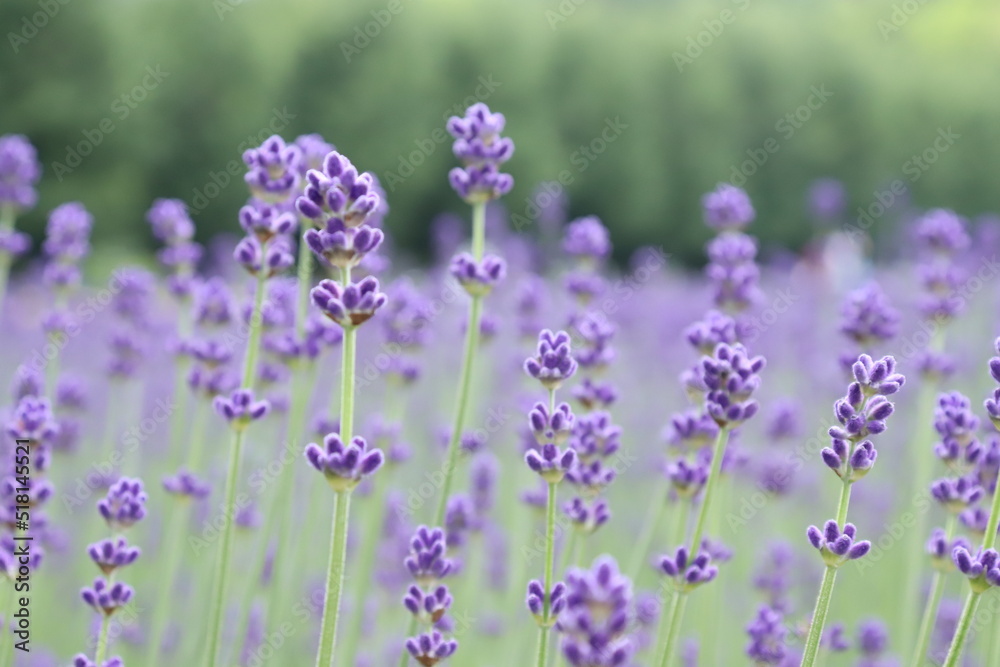 Obraz premium field of lavender