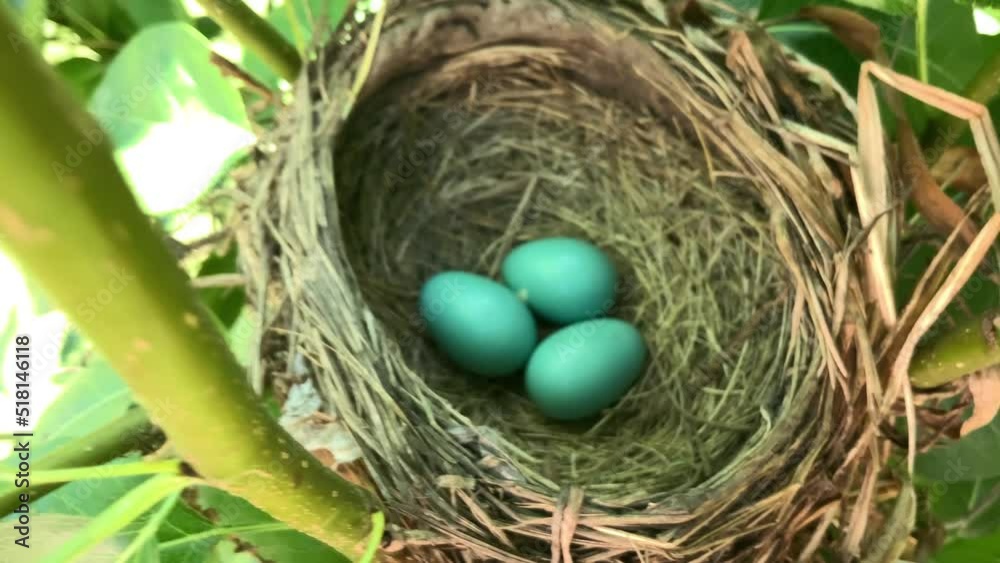 Video View American Robin Nest on a Tree with Three Eggs Video View American Robin Nest on a Tree with Three Eggs