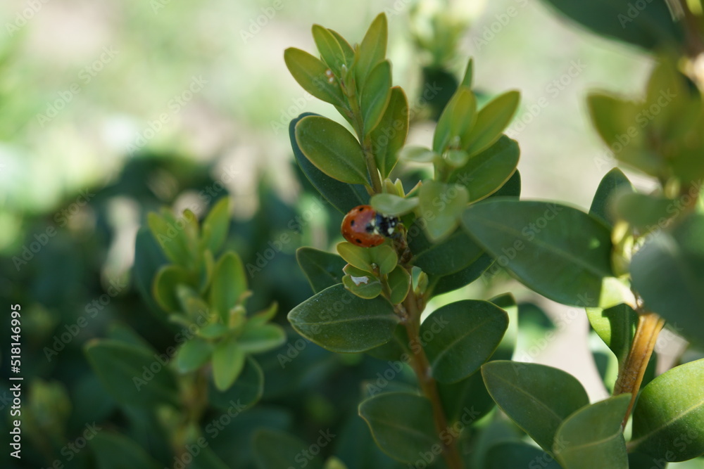 Fototapeta premium ladybird on a plant