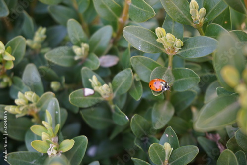 ladybug on flowers