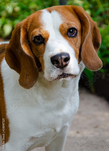 portrait dog breed beagle close-up © andrey7777777