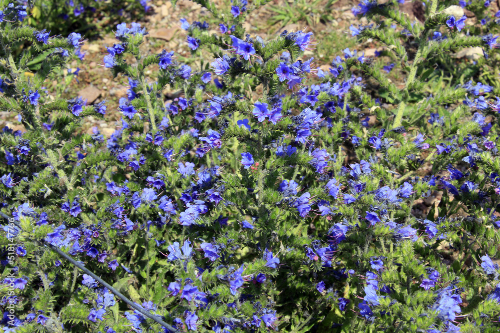 massif de fleurs bleues massif de fleurs bleues