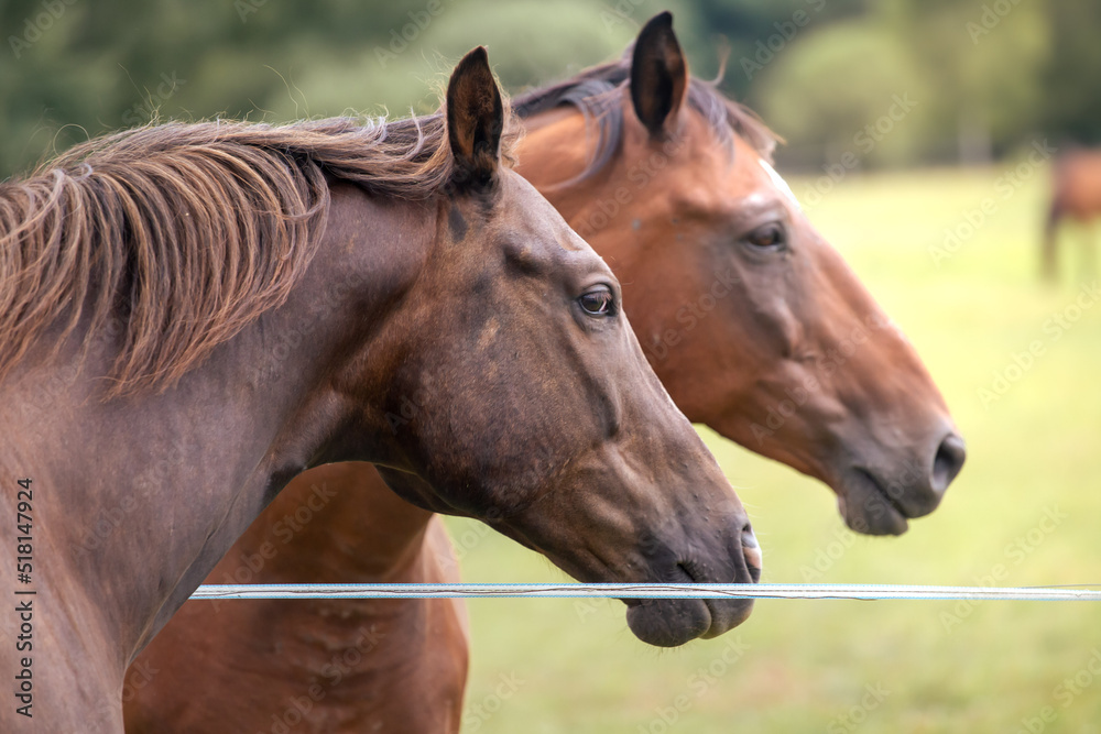 Naklejka premium Heads of bay horses in a summer meadow behind an electric fence.