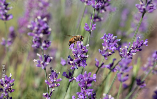 The bee collects nectar from lavender flowers. Banner background. Making honey. Pollination of flowers