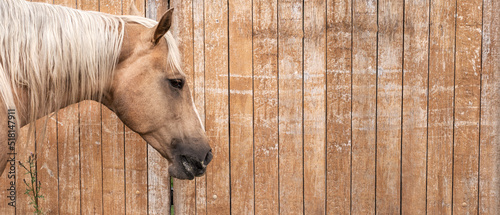 A portrait of a palomino horse against the background of a wooden paddock fence. Banner, background