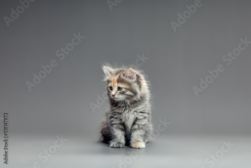 Adorable solid blue cat kitten, sitting up straight. Looking straight to camera. Isolated on a gray background.