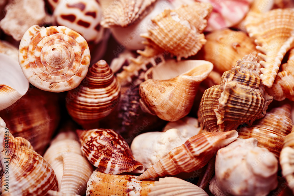 a lot of seashells diverse form on background a lot of seashells diverse form on background