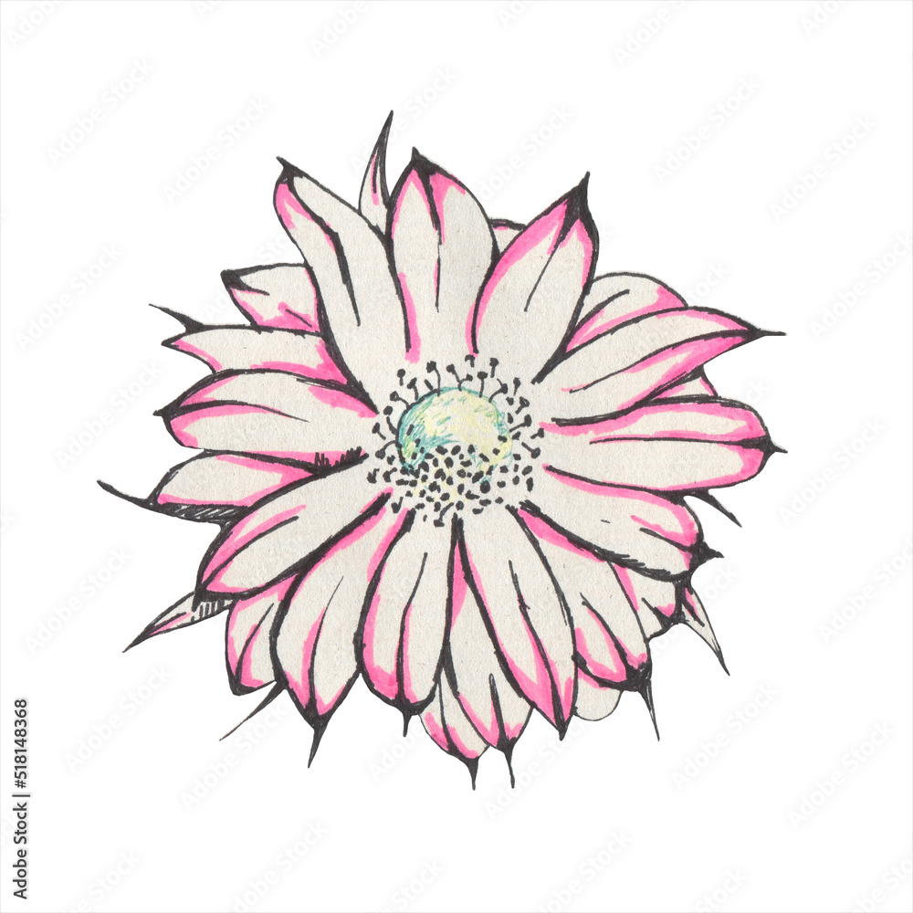 Fototapeta premium Cactus flower hand drawing. Pink flower illustration. Blossoming flower. Gel pen drawing