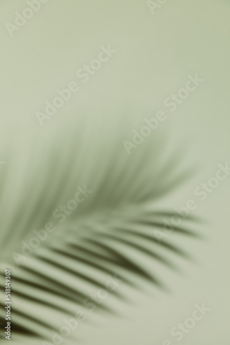 Fototapeta Naklejka Na Ścianę i Meble -  Palm leaf shadow on a green wall background. Olive color stylish flat lay with trendy shadow and sun light.