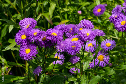 Blooming purple flowers similar to chamomile in a flower bed in the garden.