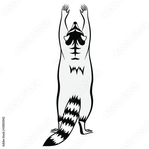 Cute raccoon on hind legs . The animal racoon  requests cuddle and snuggle. Black and white linear paint drawn. Vector illustration isolated on a white background. Design for t-shirts, posters.