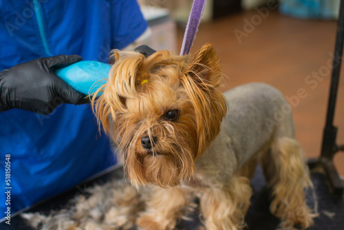 Close up view of grooming the head of the Yorkshire terrier dog by electric hair cutting machine. Unknown groomer cutting obedient dog by haircut machine for animals at table in grooming salon